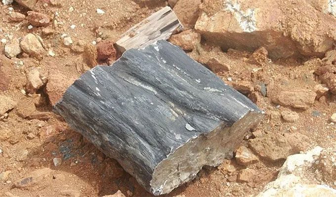 Cambodia discovers the oldest wood fossil to date.