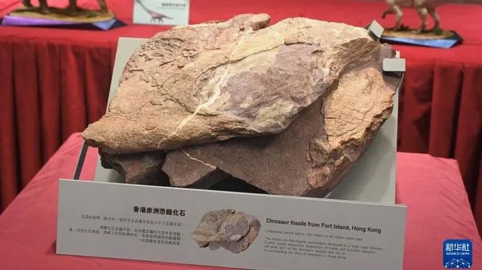 Dinosaur fossils discovered on Chek Chau Island.