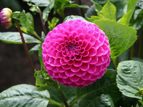 Around April - May, when dahlias stop blooming, cut back the stems.