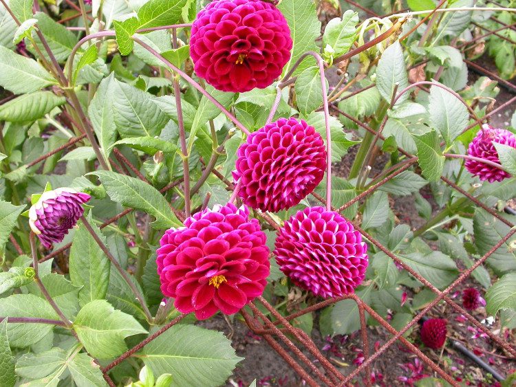 Dahlias are highly favored during Tet.