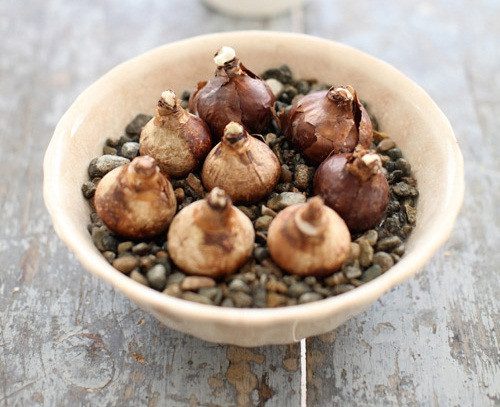 Place daffodil bulbs in the pot.