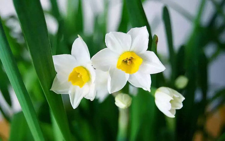 Daffodils bloom in winter.