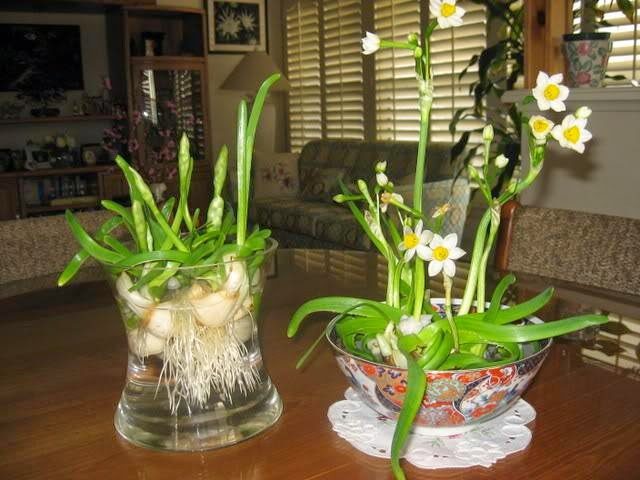 Daffodils bring luck to homeowners during Tet.