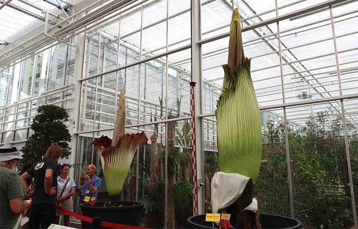 Visitors are excited to learn about the giant Titan Arum flower.