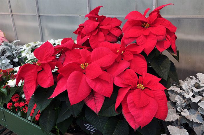 Poinsettia