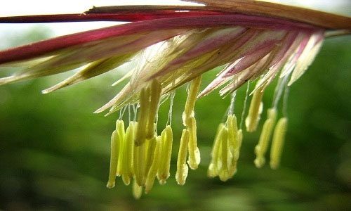 This is the flower of the Fargesia nitida bamboo species. It flowers after 120 years.