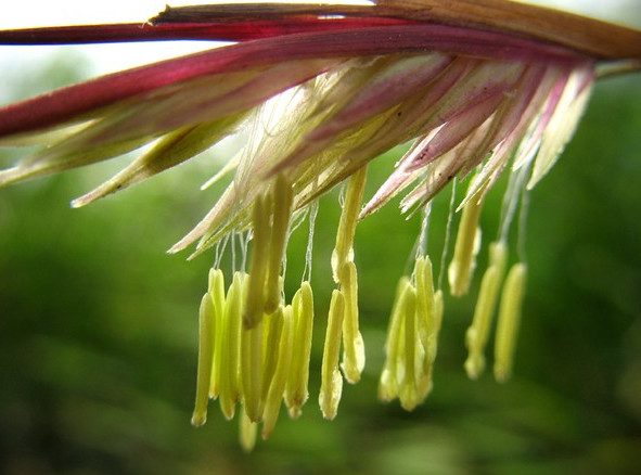 The Mystery of Bamboo Flowers "Once in a Century" That Not Everyone Knows