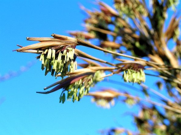 The Mystery of Bamboo Flowers "Once in a Century" That Not Everyone Knows