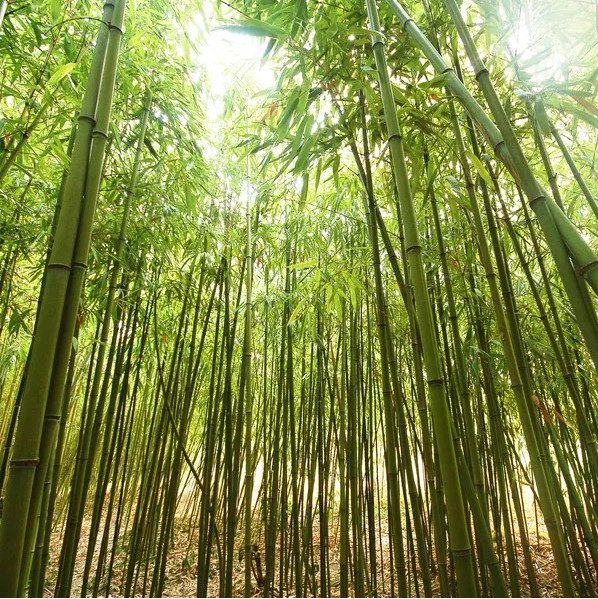 The Mystery of Bamboo Flowers "Once in a Century" That Not Everyone Knows