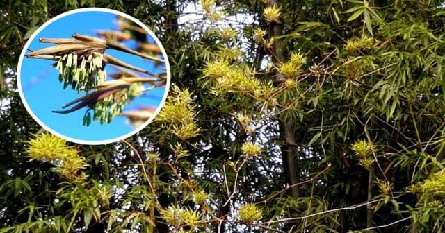 Bamboo flowering is a very rare phenomenon. Some bamboo species take over 100 years to flower.