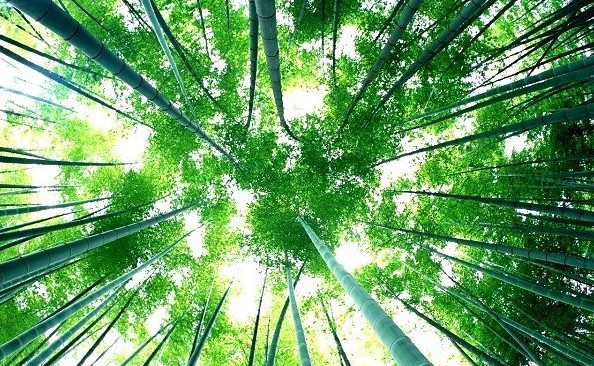 The Mystery of Bamboo Flowers "Once in a Century" That Not Everyone Knows