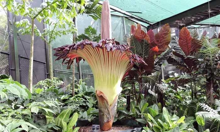 The "corpse flower" blooms only once every 10 years and smells like a dead rat.