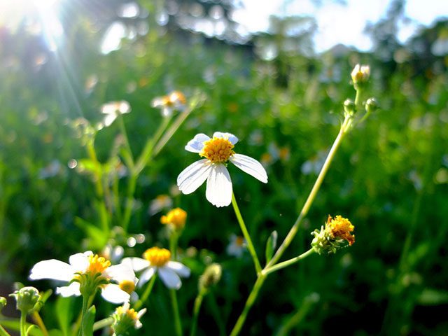 Bidens pilosa is an edible plant