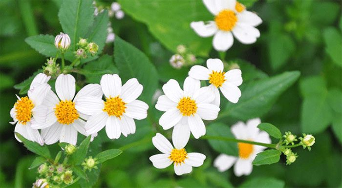 Bidens pilosa symbolizes the meaning of 'together forever'