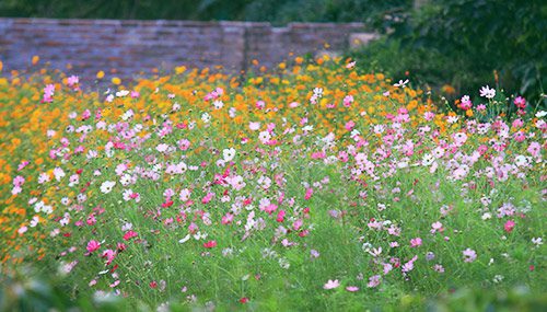 Techniques for growing butterfly flowers in the garden