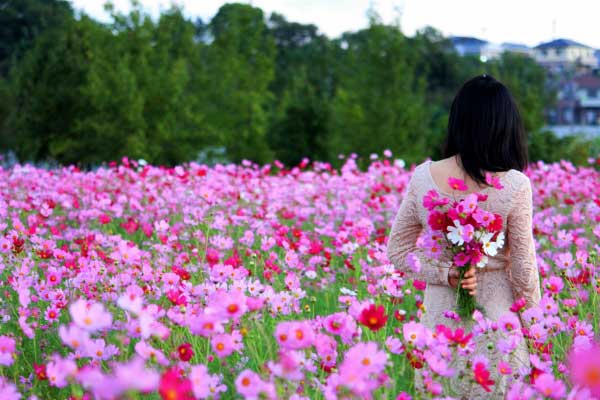 Techniques for growing butterfly flowers in the garden