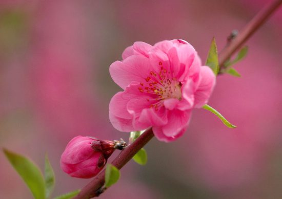 Peach Blossom