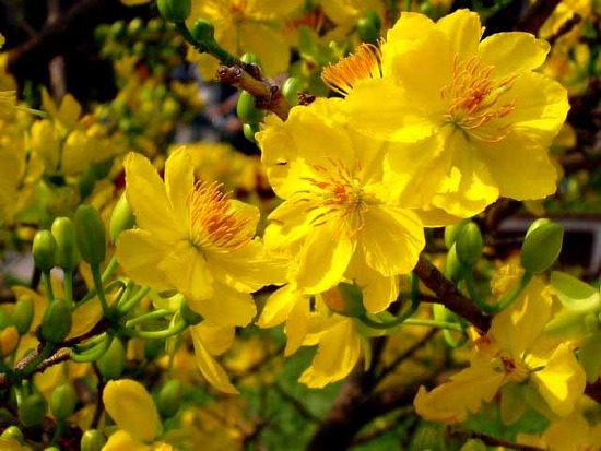 Apricot Blossom