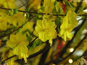 Apricot Blossom