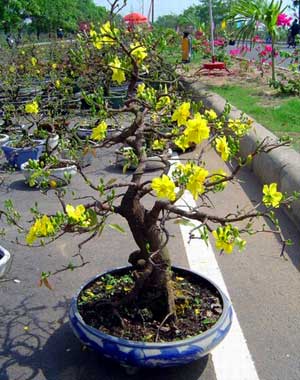 Peach blossom pots for sale during Tet