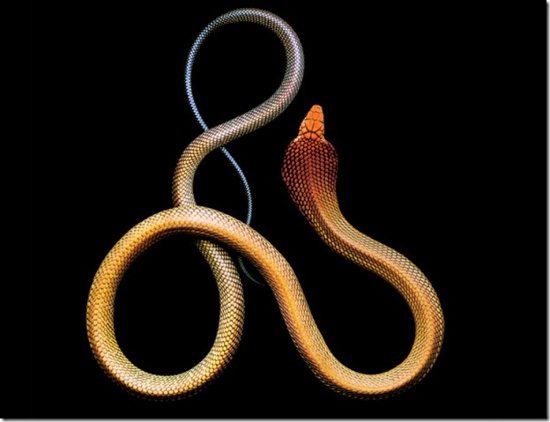 The King Cobra (Ophiophagus hannah) is one of the longest venomous snakes, residing in forests from India through Southeast Asia to Indonesia and the Philippines. It is a highly venomous snake and serves as a cultural symbol in many regions.