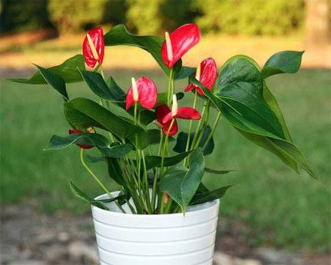 Anthurium plant