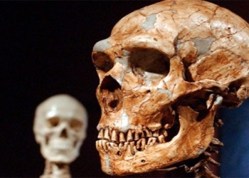 hop so nguoi Neanderthal 650