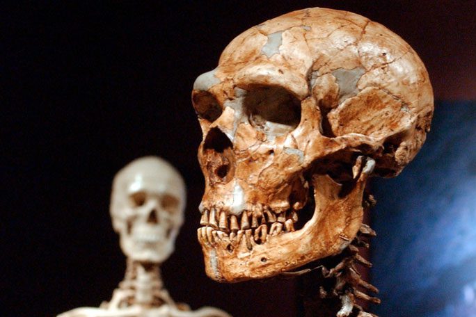 Reconstructed Neanderthal skull (right) and modern human skull