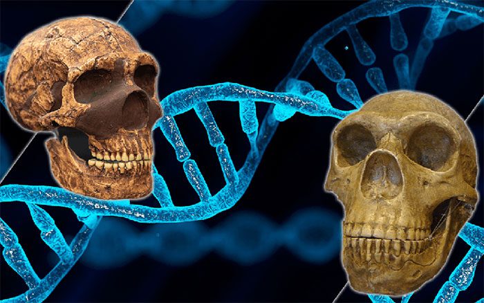 The immune system of modern humans is a result of ancient genetic intermingling.