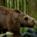 how are the brown bears terrifying and fierce 136859