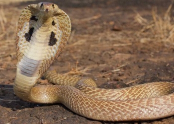 how to differentiate between venomous and non venomous snakes 85440