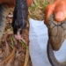 how to differentiate water snakes non poisonous snakes and eel snakes 117209