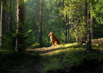 how to find your way home with the dog dai lac 138106