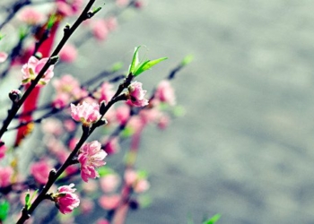 how to make peach blossoms bloom for tet 77632