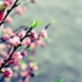 how to make peach blossoms bloom for tet 77632