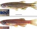 human gene modifies fish color 2180