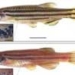 human gene modifies fish color 2180