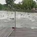 hundreds of frogs jump out of the water in china what happened 129133