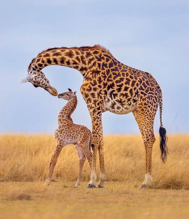 Masai Giraffe