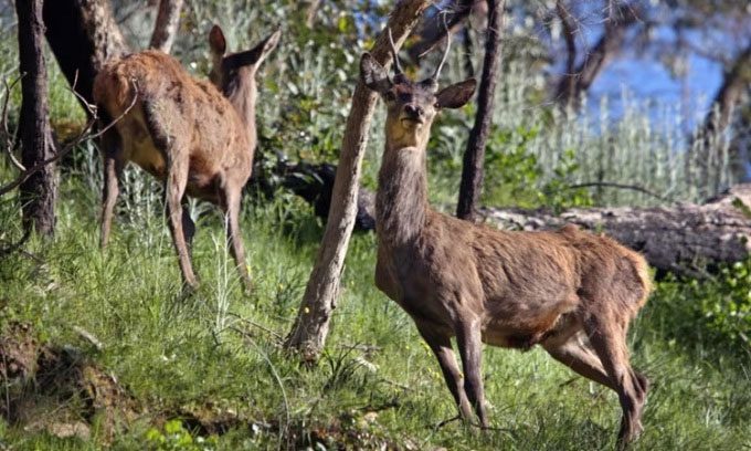 Wild deer in Grampians National Park.