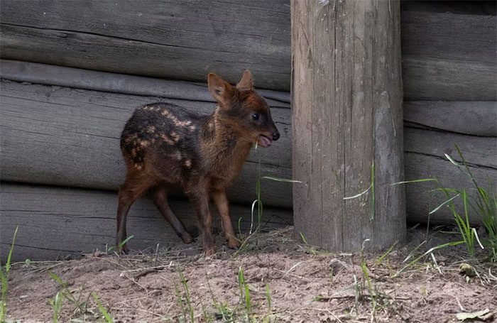 Pudu deer Lenga