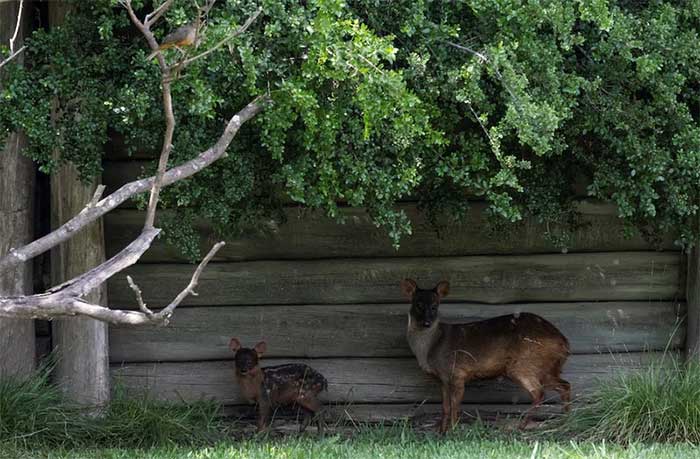 Pudu deer next to its mother.