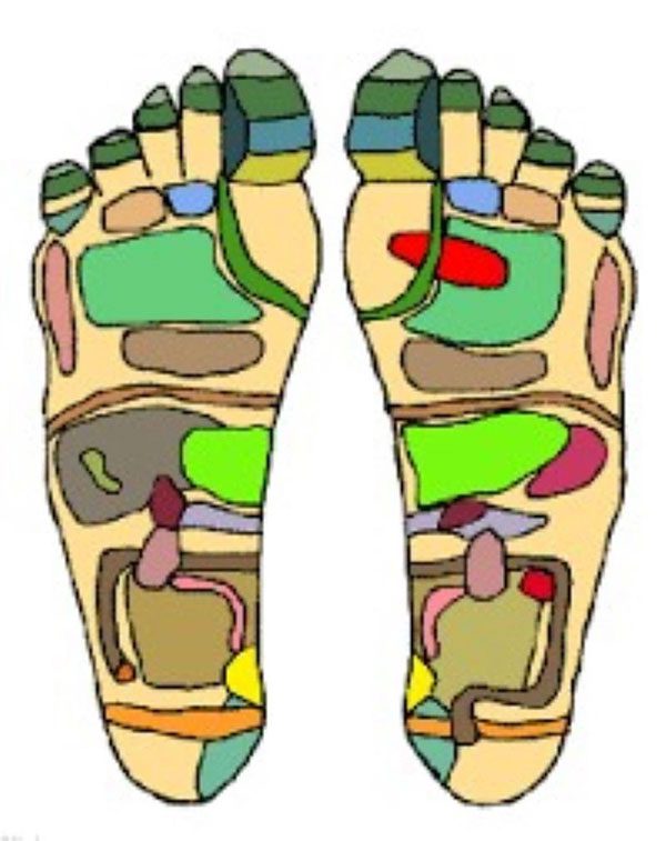 The soles of the feet are rich in reflex points