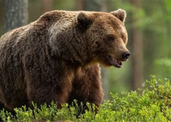 hydropower begins annual bear hunt killing 152 bears in less than 2 days 136369