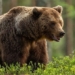 hydropower begins annual bear hunt killing 152 bears in less than 2 days 136369