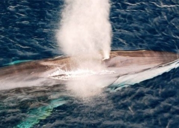 iceland approves killing 426 whales 138337