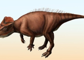 identifying the type of triangle monster 113 million years old in japan 136661