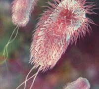 immune resistance is the bacteria of the earth 1415