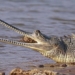 indian people efforts save long snouted crocodiles from extinction 137168