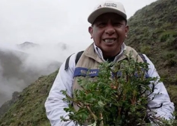 innovation in millions of trees on the andes 138418